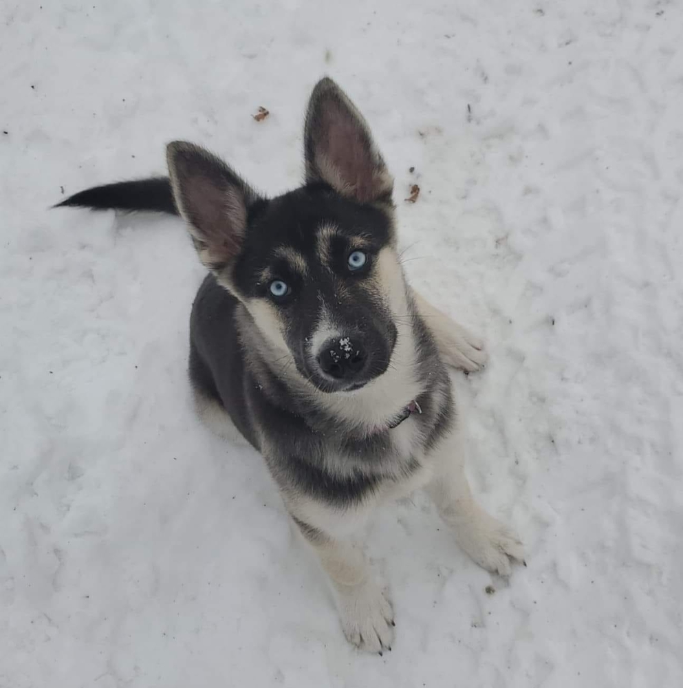 Meet your Posher, Cole